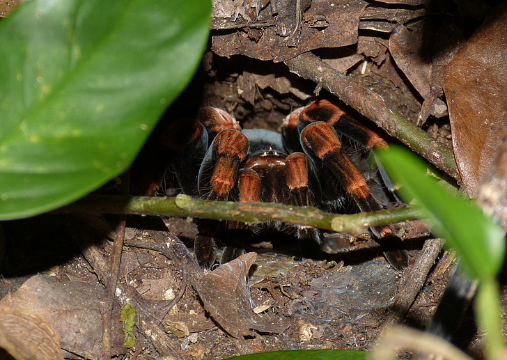 tarantula, spider, insect, exotic, cave, lurking, forest