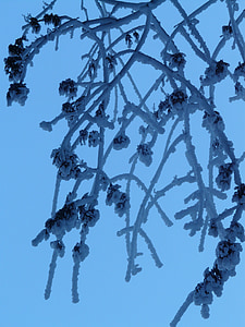 arbre, branches, esthétique, gelée blanche, glacé, glace, hiver