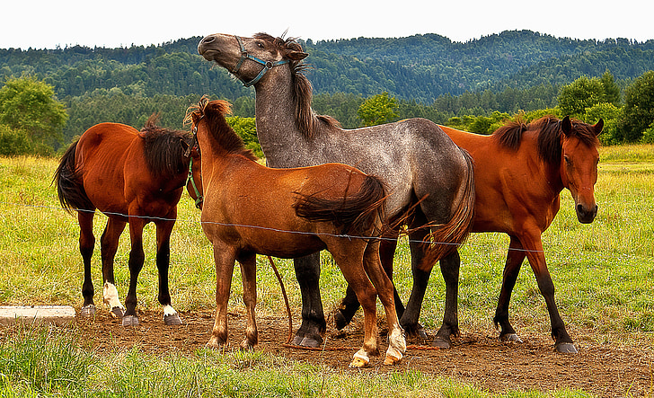 horses, pasture land, grass, meadow, animal, pony, race horse