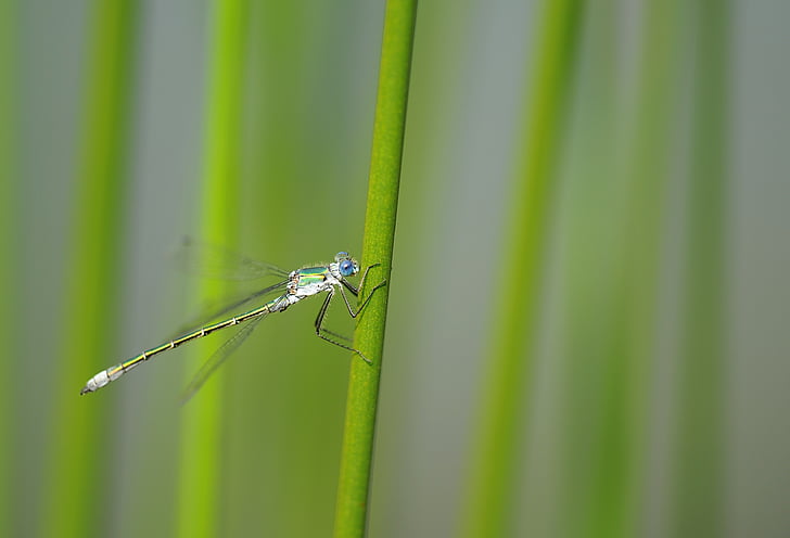 dragonfly, insect, nature, pond bridesmaid, reed, water, pond