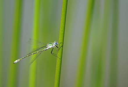 Dragonfly, insectă, natura, domnişoara de onoare iaz, stuf, apa, iaz