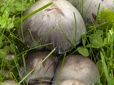 wild, mushrooms, cluster, nature, plant, toxic, meadow