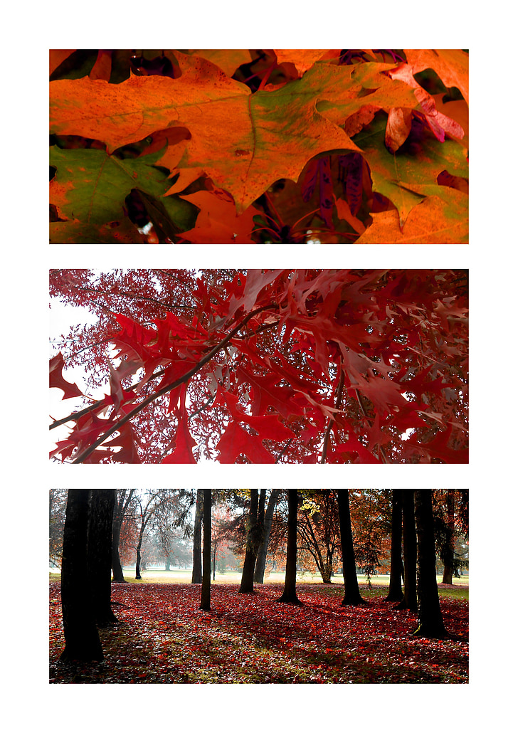 rudenį, raudona, lapija, medžiai, rudeniniai lapai, Gamta, spalva