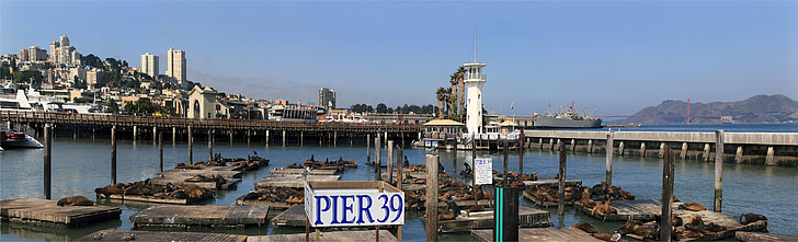 lwy morskie, Kalifornia, Harbor, San francisco, Pier 39, stacje dokujące, Marine