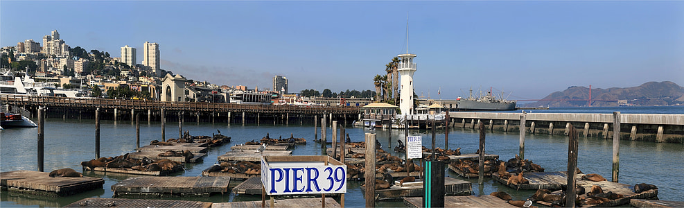 zeeleeuwen, Californië, haven, San francisco, Pier 39, dokken, Marine