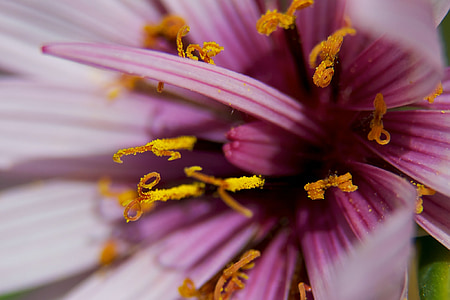 Blume, Closeup, Flora, Bloom, Farbe, Makro, Blüte