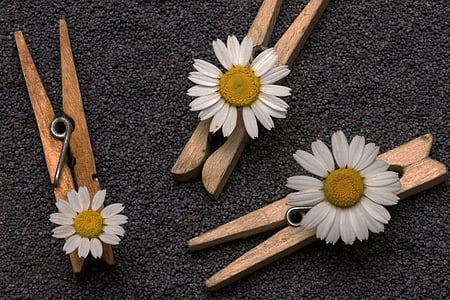 seemned, mooniseemned, clothespins, lilled, loodus, Suurendus: