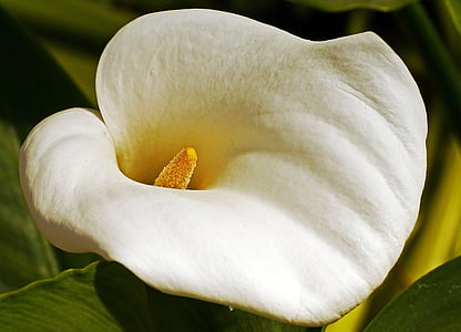 Calla, květ, Bloom, trychtýř, Pokojová rostlina, Středomořská, bílá