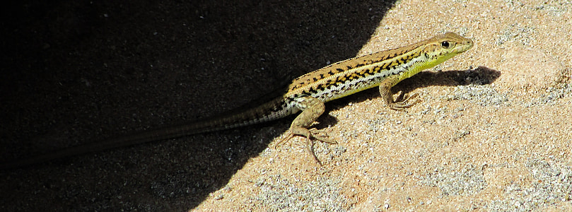 Acanthodactylus schreiberi, lagarto, réptil, Chipre