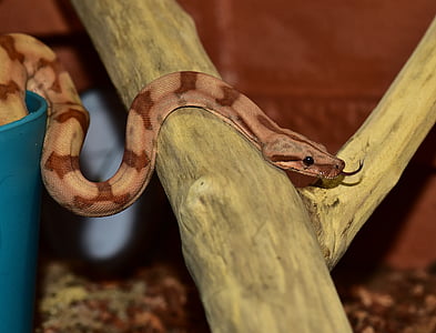 serpiente, Boa constrictor imperator, amarillo, reptil, Boa, Cazador de ratón, animal
