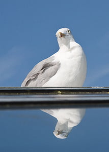 seagull, mirror, vain, bird, sea, north sea, water