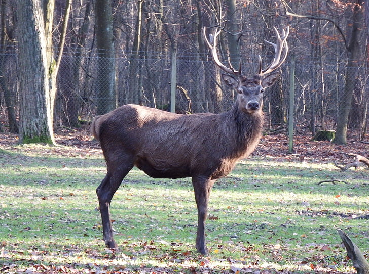 Red deer, automne, sauvage, chasse, forestier, Parc animalier, novembre