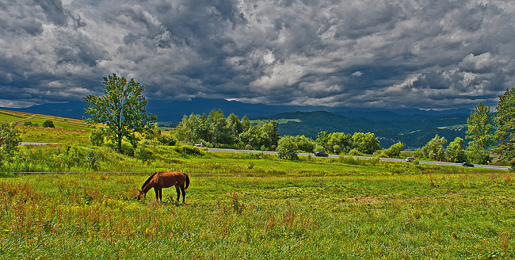 vientuļš zirgs, ganības, pirms negaisa, pļavas, zāle, daba, skats