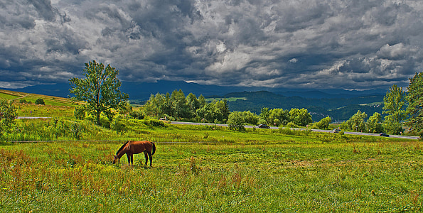 vientuļš zirgs, ganības, pirms negaisa, pļavas, zāle, daba, skats