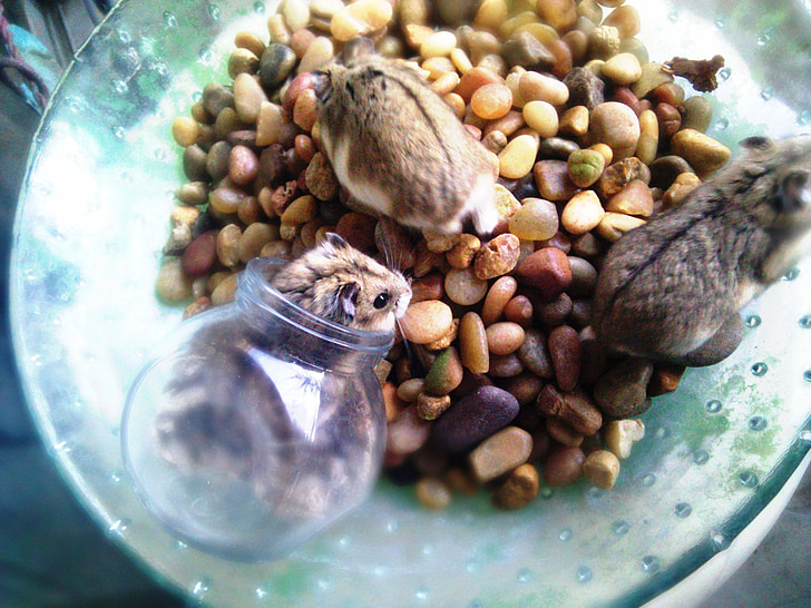 hamsters, pebbles, glass bowl, animals, small pets, cute, food
