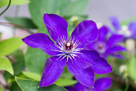 clematis, viola, flower, violaceae, violet, purple, blossom