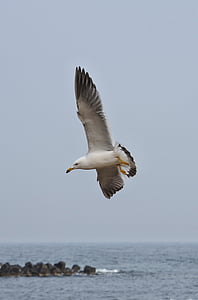 animale, mare, plajă, sea gull, Pescăruşul, păsări marine, animale sălbatice