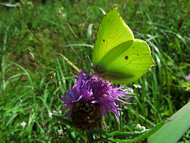 Zitrone-Schmetterling, Schmetterling, Sommer, Gonepteryx rhamni