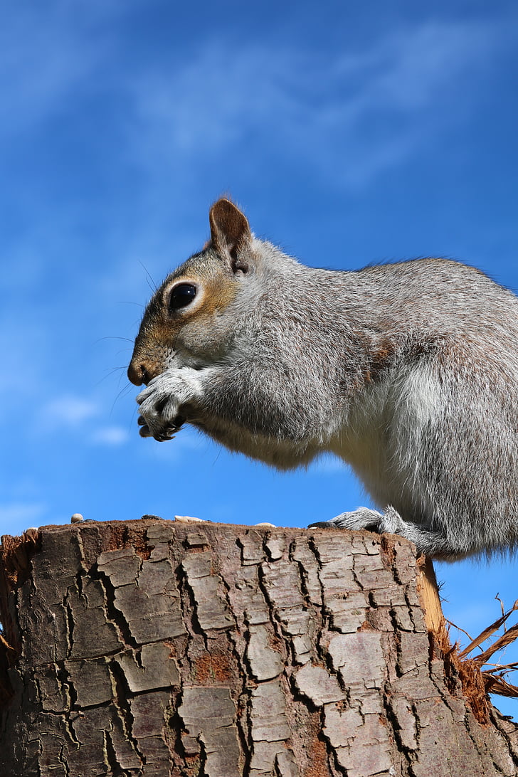 esquirol, esquirol gris, l'alimentació, animal, gris, gris, arbre