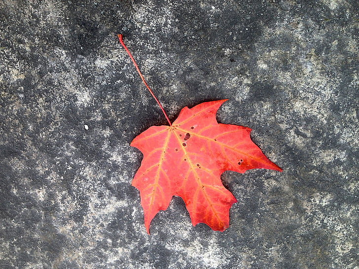 leaf, maple, autumn, red
