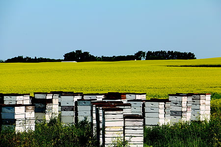 canola, field, yellow, bees, hives, nature, landscape