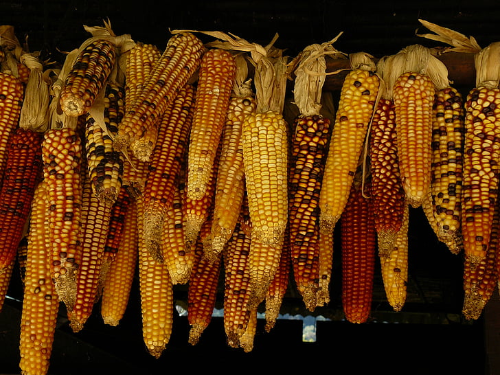 bundle, hanging, ripe, corns, food, crop, harvest