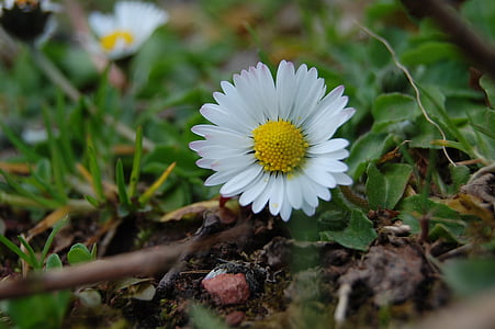 Daisy, kvet, makro, Príroda, jar, kvet, kvet