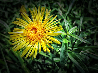 padang rumput fleabane, bunga, alam, di luar, makro, Close-up, tanaman