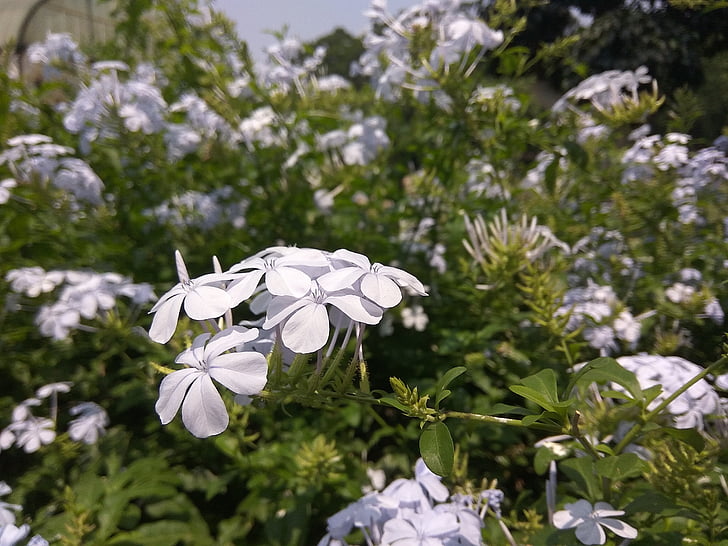flowers, garden, purple
