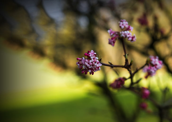 spring, nature, plant, flowers, branch, bokeh, bloom