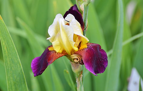 Iris, cvijet, ljiljan, cvijet, cvatu, iridaceae, biljka