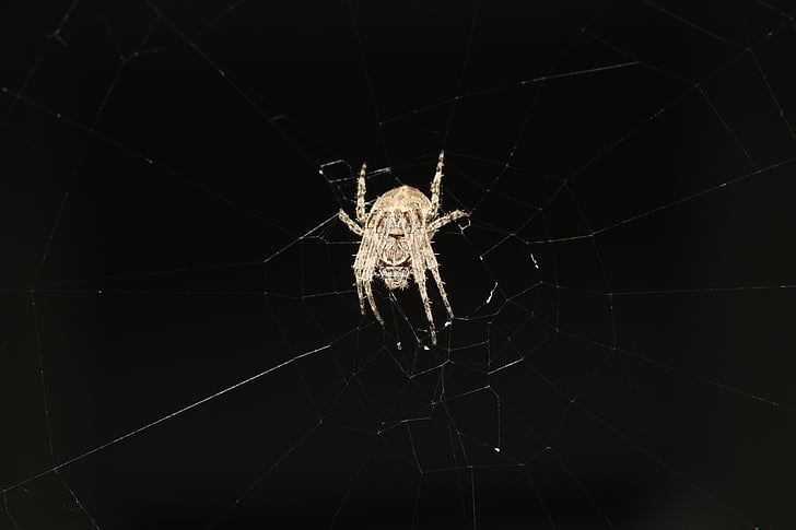 spider, network, nature, arachnids, close, legs, insect