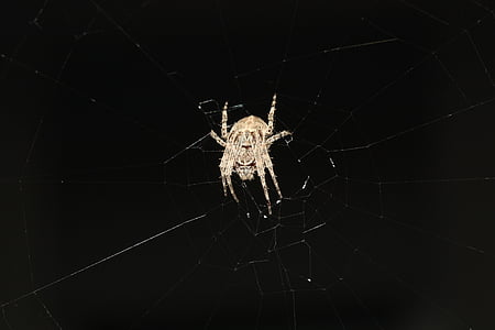 edderkop, netværk, natur, spindlere, Luk, Ben, insekt