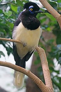 動物, 鳥, 漆黒の鳥, キャップ ブルー レイブン, 熱帯雨林