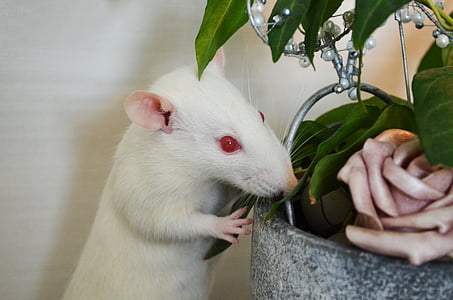 rata, Albino, animales, animales de compañía, flor, planta, animal