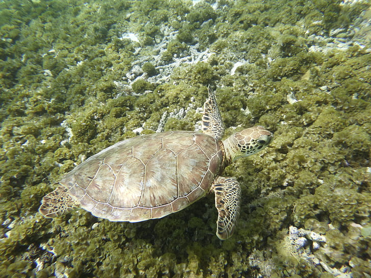 schildpad, Guadeloupe, Caraïben