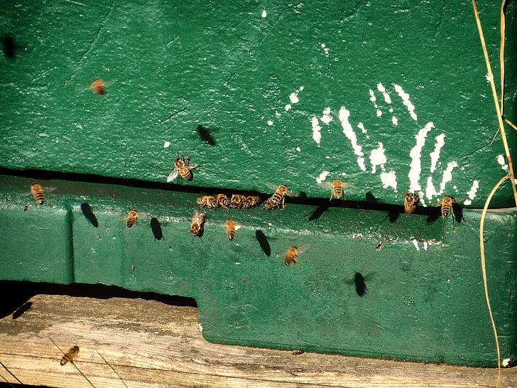 méhek, méhek doboz, repülés