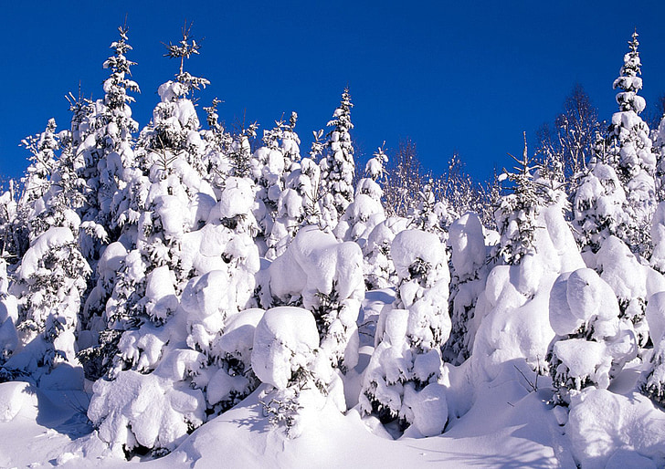 sne, kolde, vinter, Frost, Firs, Sky, blå