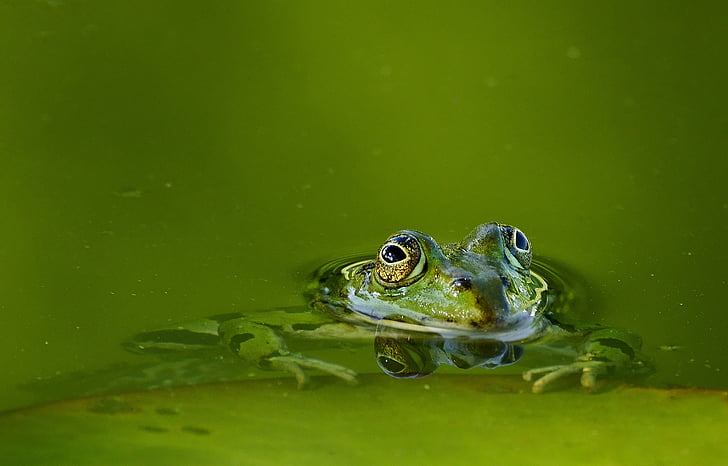 frog, frog pond, water, lake, pond, green, amphibian