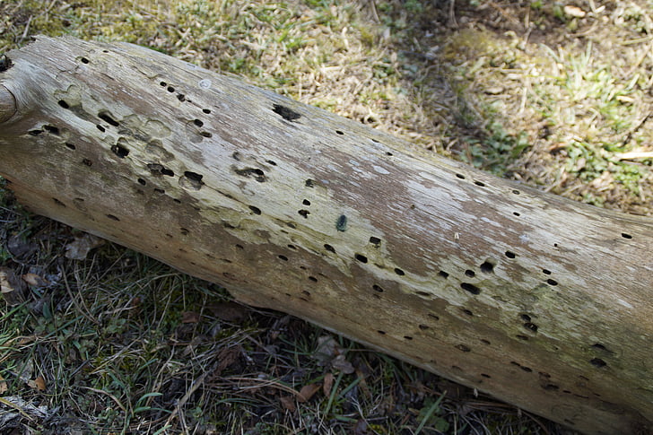 feeding, holes, log, wood, wood holes, animal tracks, traces
