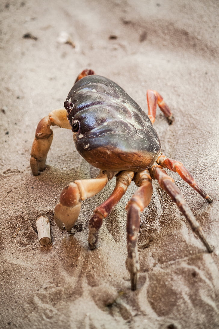 crab, mare de viaţă, crustacee, plajă, marină