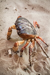 crabe, vie marine, crustacé, plage, Marine