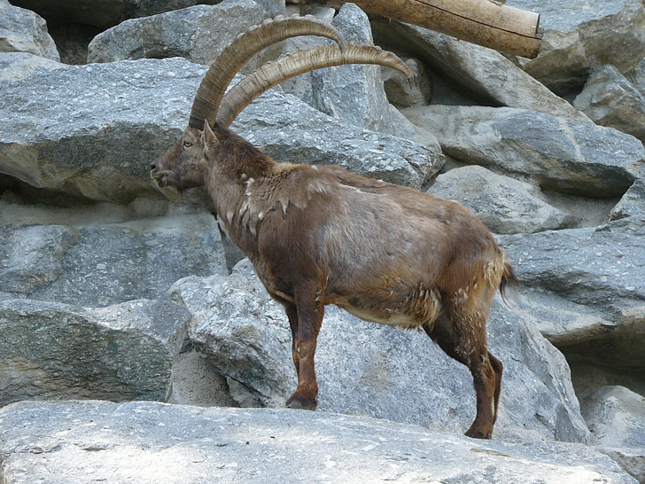 Capricorne, zoo alpin, Innsbruck