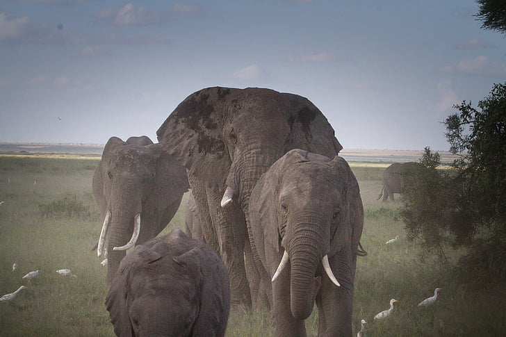 flokk med elefanter, elefant, nasjonalpark, Kenya, Afrika, afrikanske bushen elefant, store fem