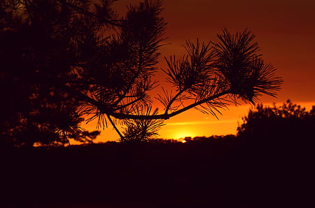 Dawn, soumraku, venku, silueta, východ slunce, Západ slunce, strom