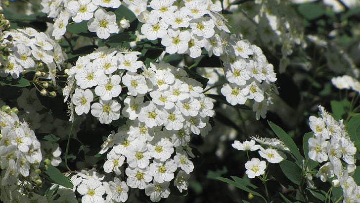 spring, inflorescence, flower, white, blooming, bush, garden