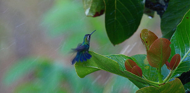 hummingbird, bird, nature, leaf, insect
