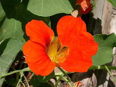 Nasturtium, červená, kvet, Príroda, rastlín, Leaf