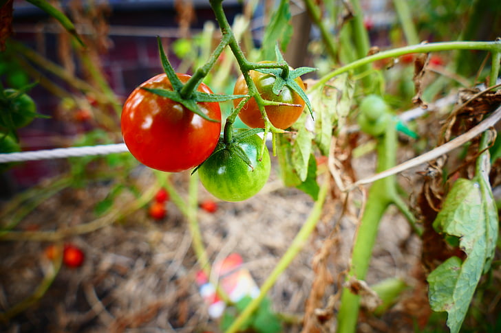 tomate, jardín, rojo, verde, alimentos, Ensalada, agricultura