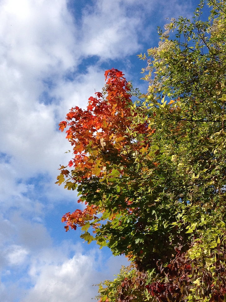 Maple, musim gugur, daun, warna-warni, berwarna, langit, biru
